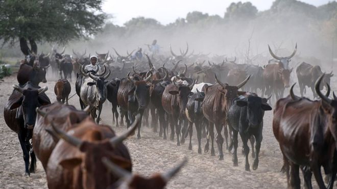 Chad 'repaying $100m debt to Angola with cattle'