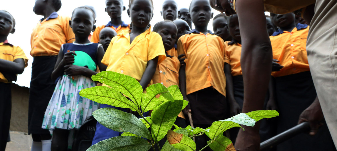 South Sudan receives 5000 seedlings of trees to countering climate change