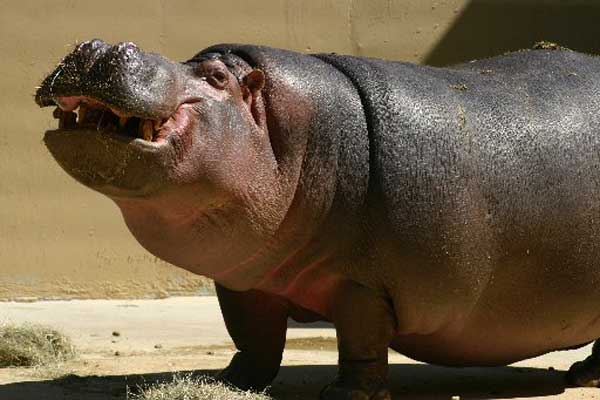Kenya Wildlife officials kill hippo following deadly attack Lake Naivasha