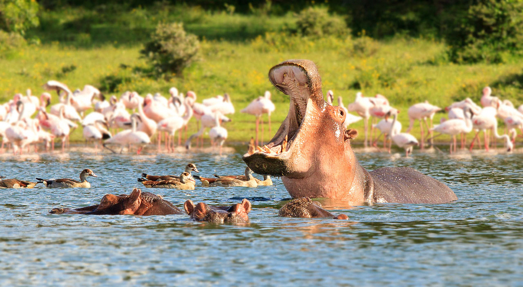 Kenyans roast Wildlife services for killing hippo at Lake Naivasha