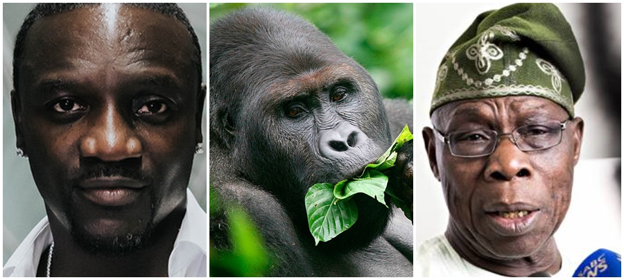 Kwita Izina 2018: Akon, Obasanjo attend gorilla naming ceremony in Rwanda